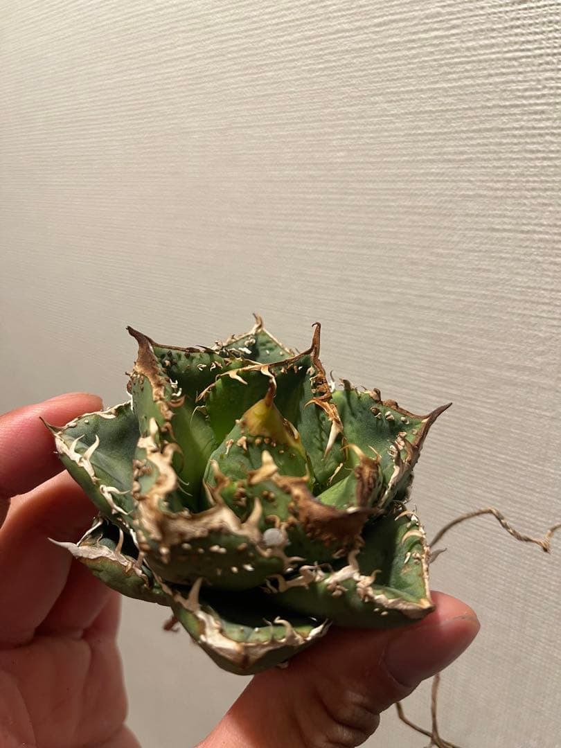 アガベ ブツブツ 中株 ノーネーム