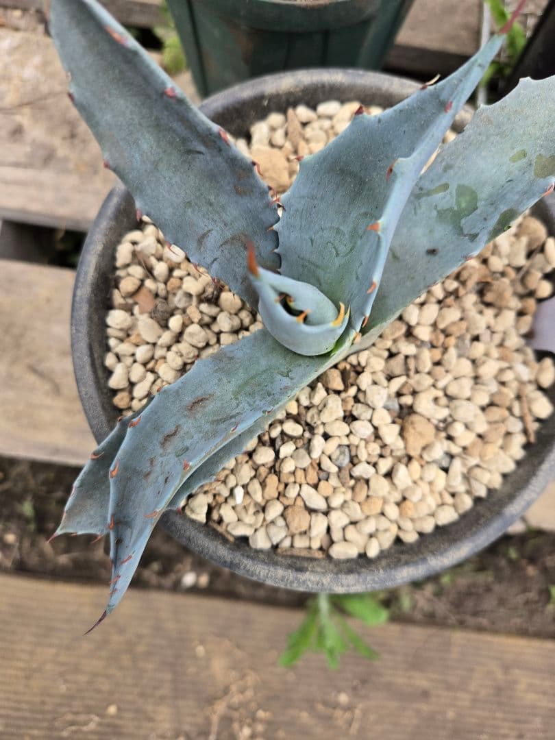 アガベ 　ハイブリッド　パラサナ　マルガリータ　カキコ