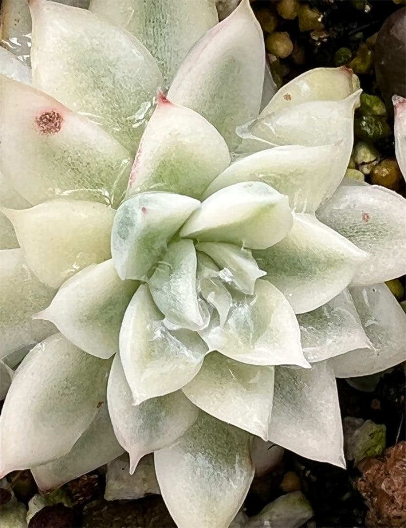 女雛錦   抜き苗  虫食いあり