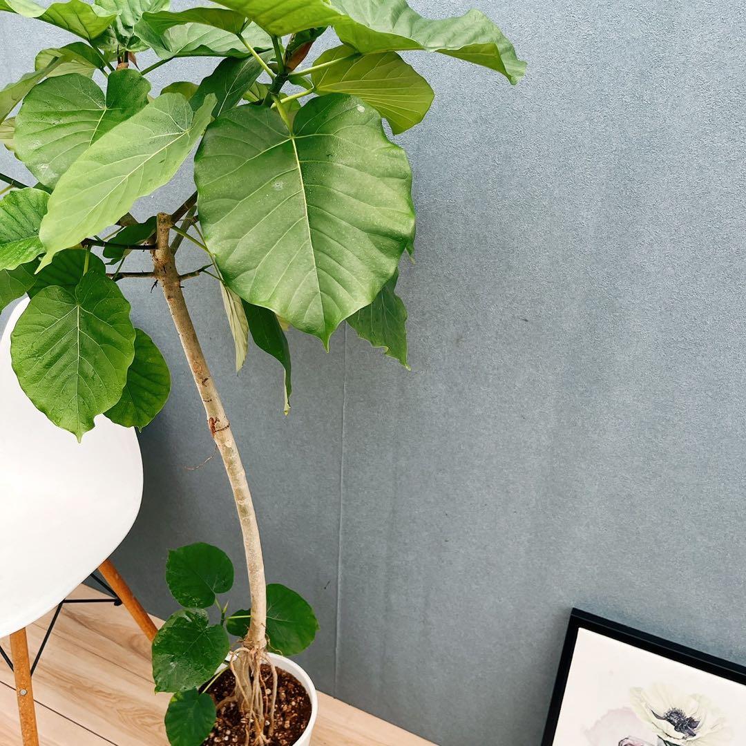 ［現品］A1 フィカスウンベラータ　8号　観葉植物　室内　大型　ゴムの木　人気