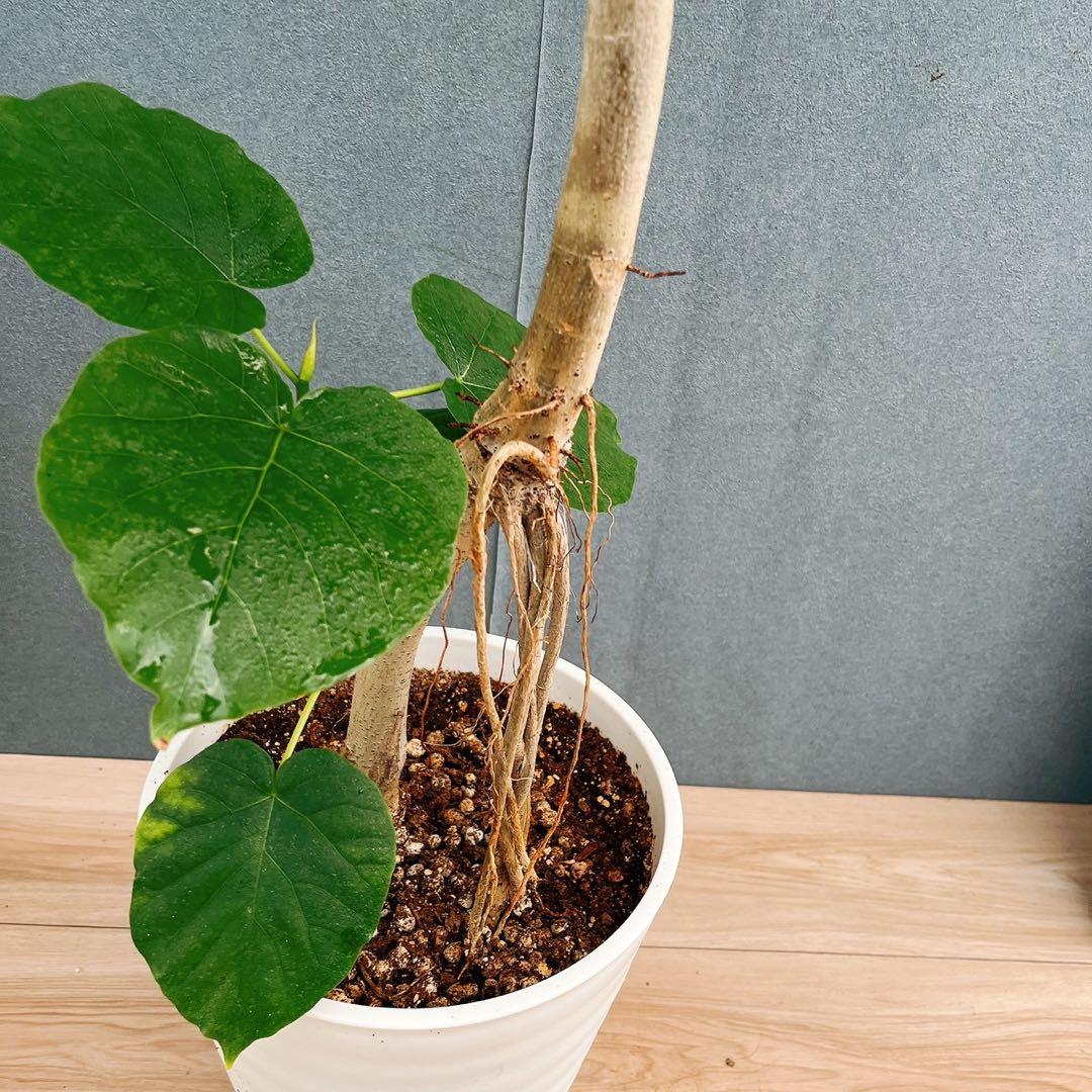 ［現品］A1 フィカスウンベラータ　8号　観葉植物　室内　大型　ゴムの木　人気