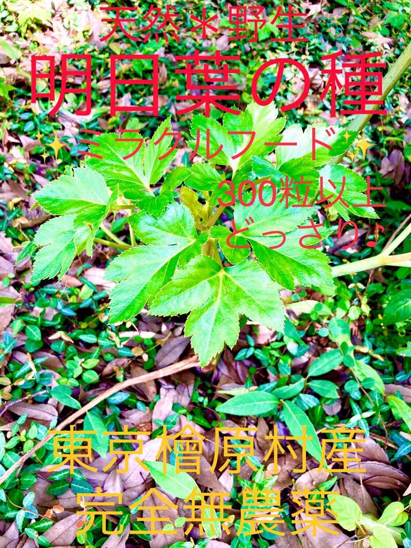 完売　天然＊野生【スーパーフード＊明日葉の種/100粒➕おまけ】完全無農薬