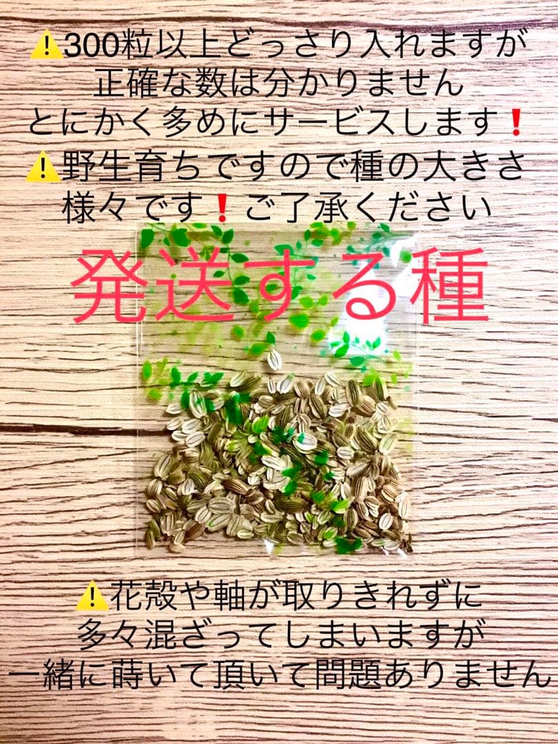完売　天然＊野生【スーパーフード＊明日葉の種/100粒➕おまけ】完全無農薬