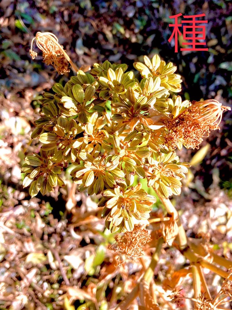 完売　天然＊野生【スーパーフード＊明日葉の種/100粒➕おまけ】完全無農薬