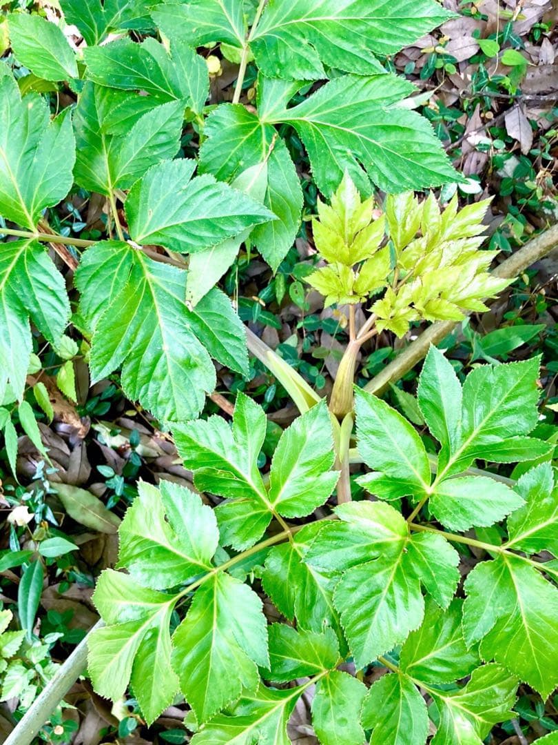 完売　天然＊野生【スーパーフード＊明日葉の種/100粒➕おまけ】完全無農薬