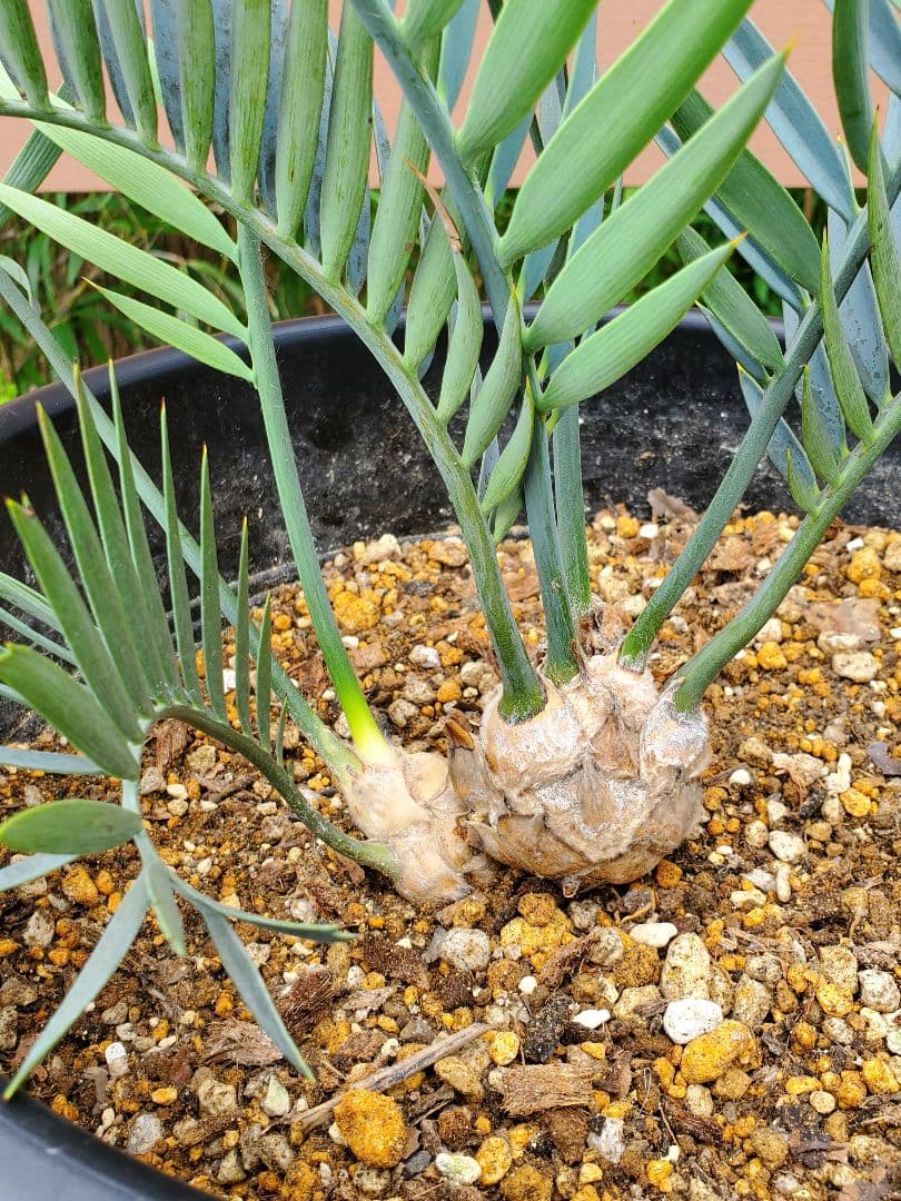 エンセ ファラルトス トリスピノーサス ダブルヘッド - メルカリ