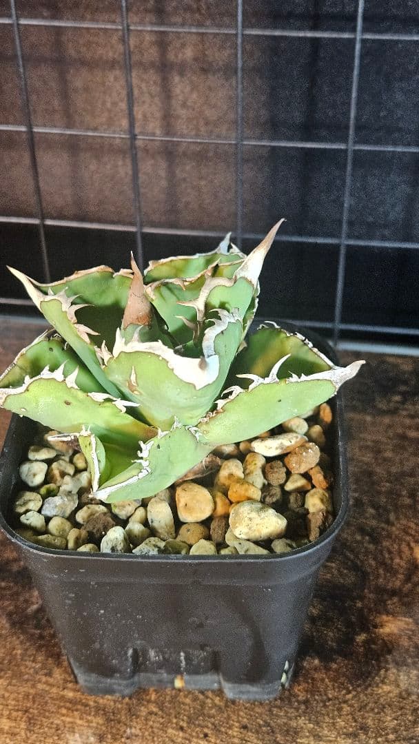 アガベ 白鯨 星空 凱旋 SAD 暴牙 人気品種5株セット チタノタ オテロイ