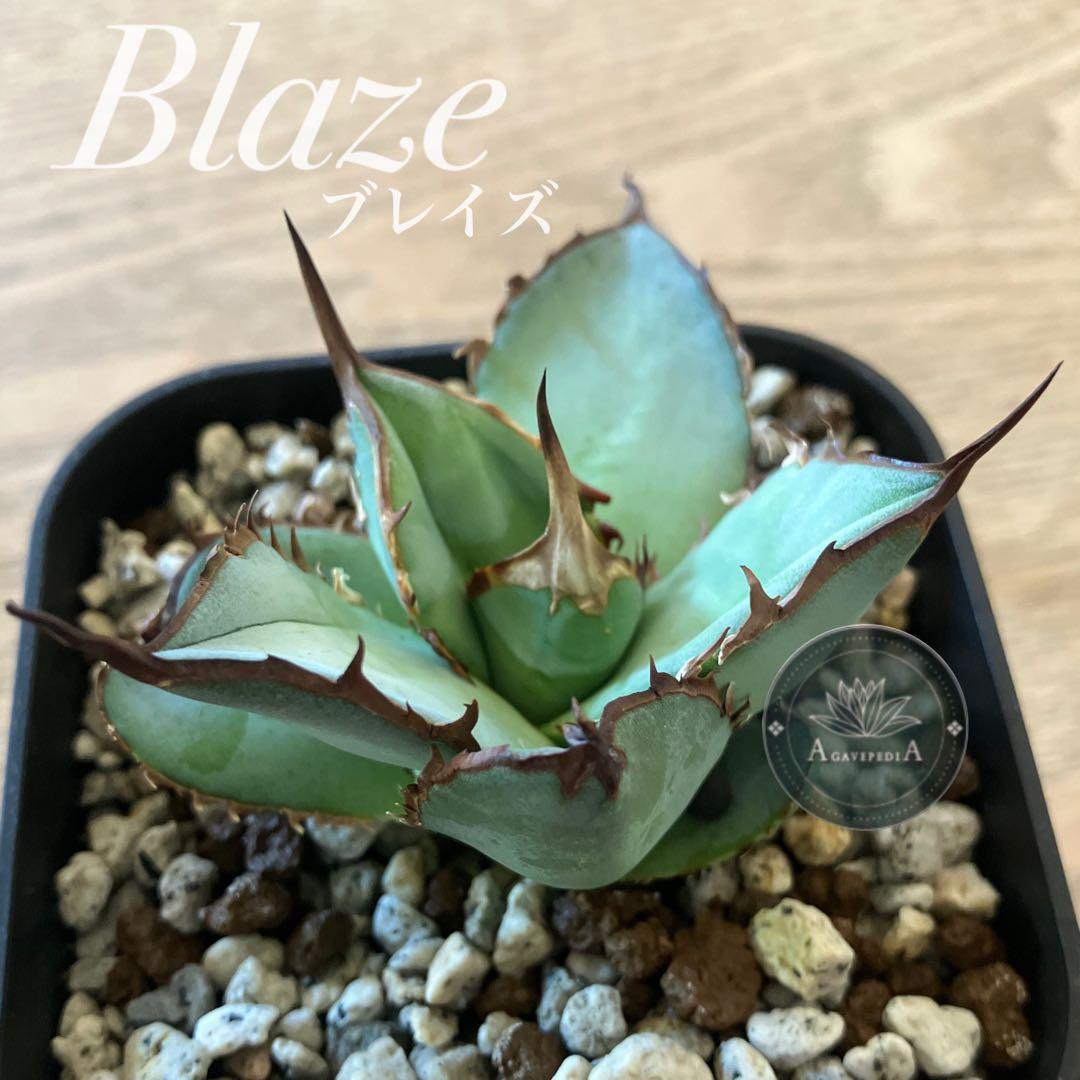 p*r様 週末オークション【REZA産】⑨イラン株 発根済み アガベ BLAZE