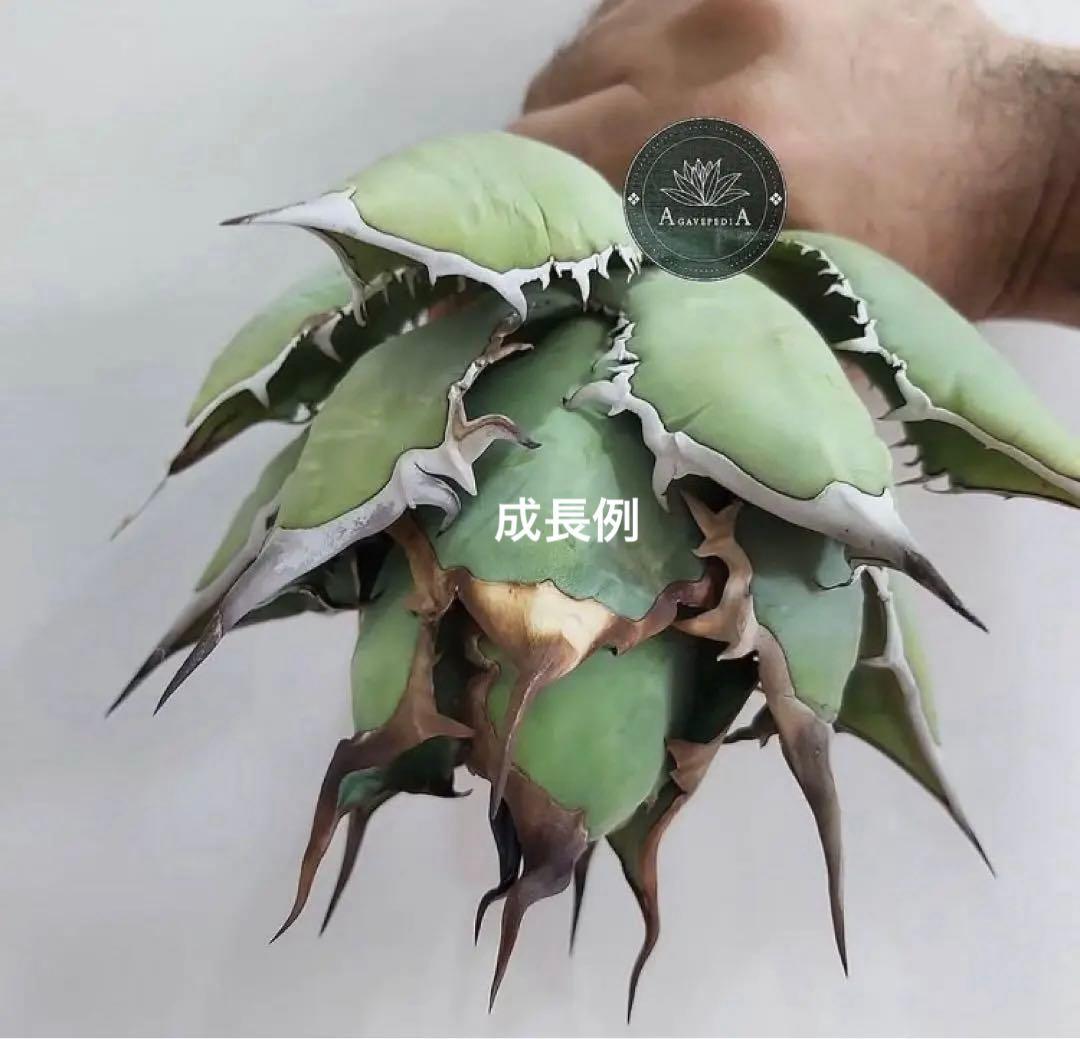 p*r様 週末オークション【REZA産】⑨イラン株 発根済み アガベ BLAZE