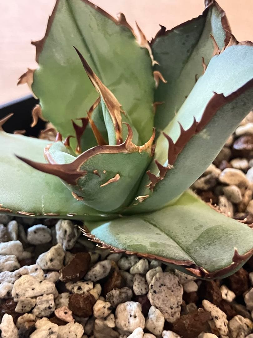 p*r様 週末オークション【REZA産】⑨イラン株 発根済み アガベ BLAZE