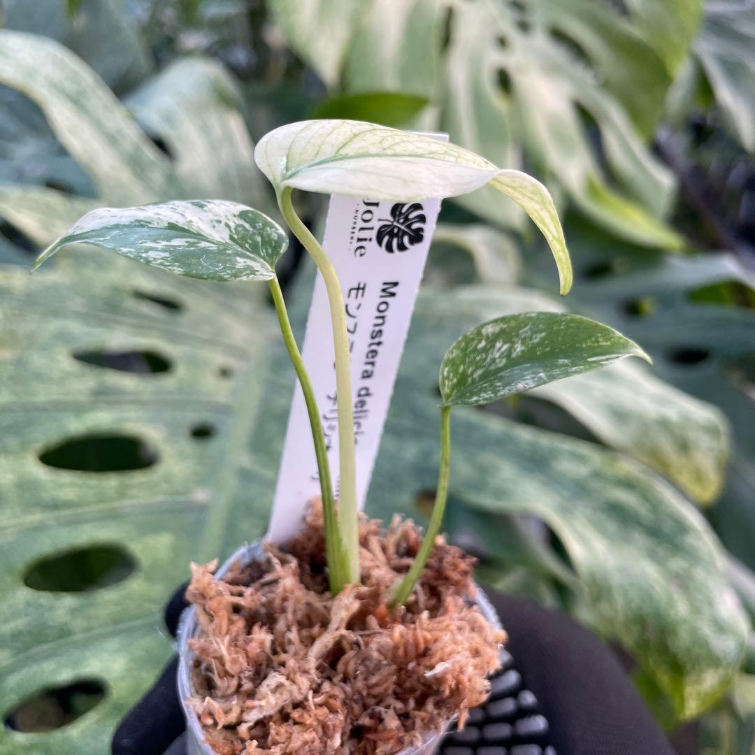 DM5モンステラ デリシオーサ ミント斑入り 2寸ポリポット ネコポス発送