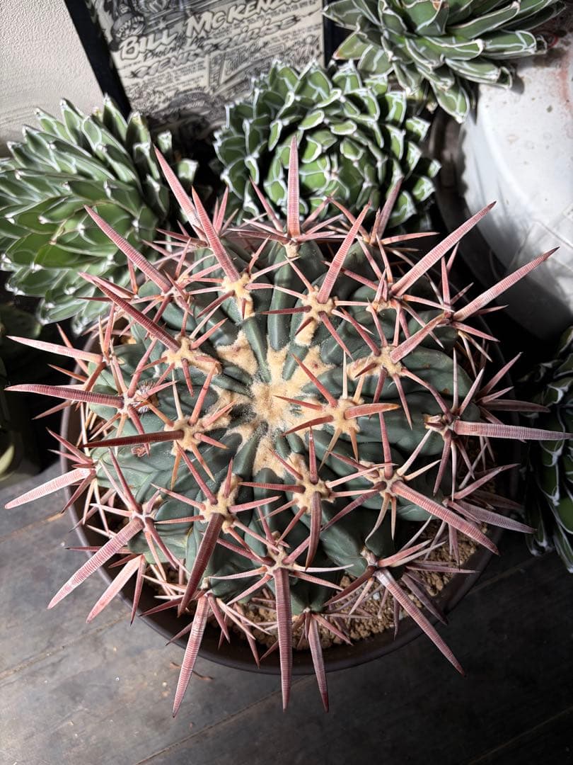 特大ホマロケファラ綾波　実生◇エキノカクタス多肉サボテン　アガベ ユッカ　金鯱