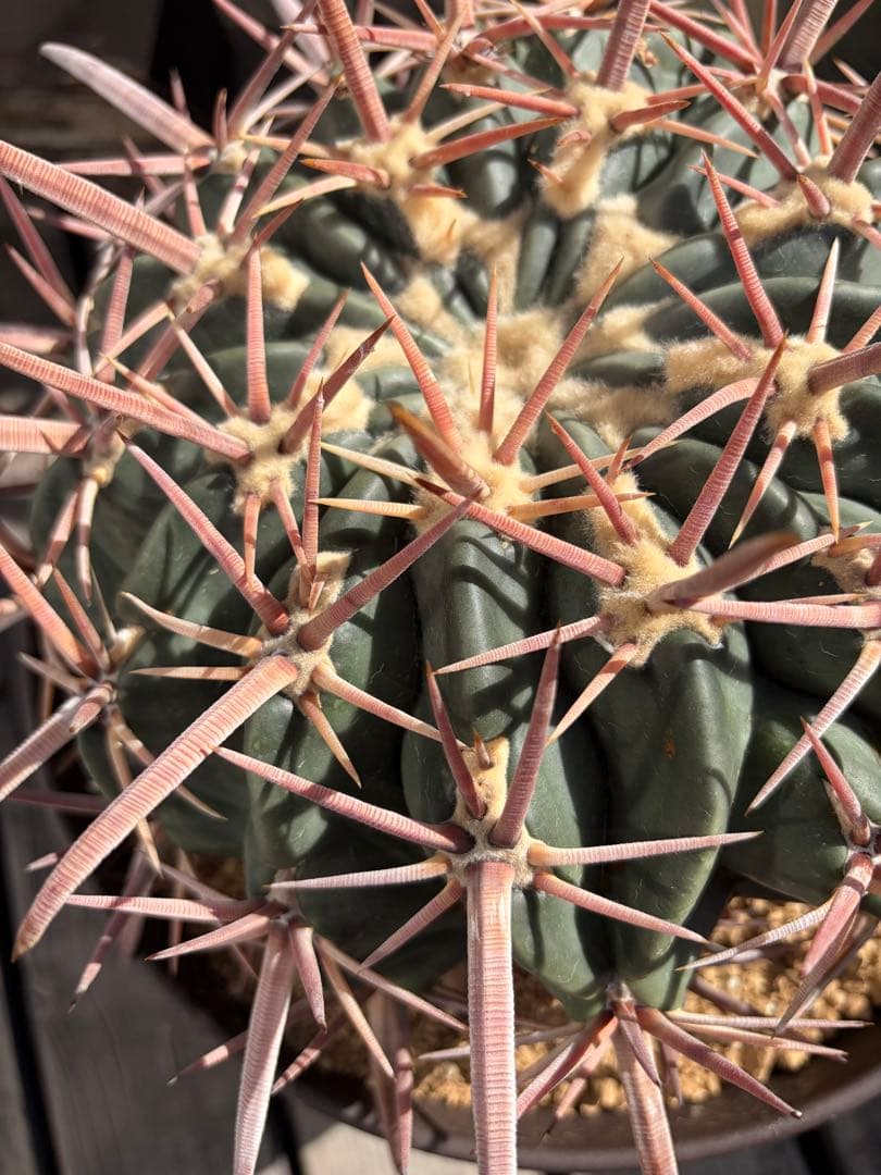 特大ホマロケファラ綾波　実生◇エキノカクタス多肉サボテン　アガベ ユッカ　金鯱