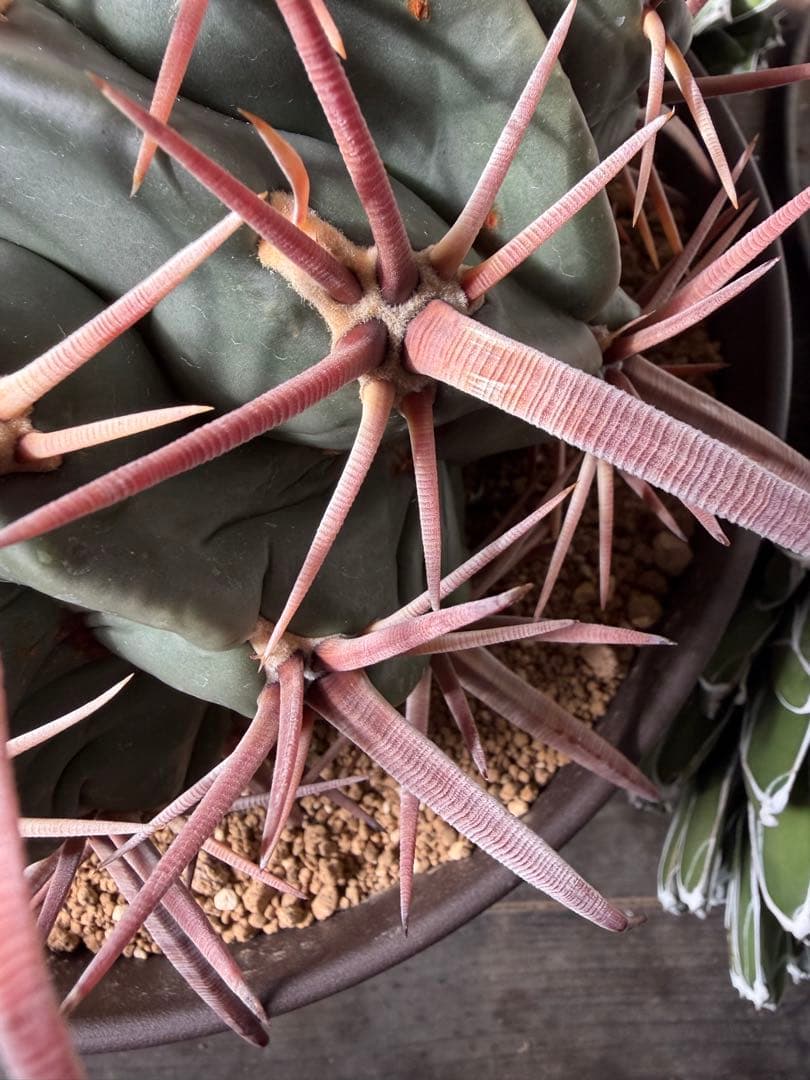 特大ホマロケファラ綾波　実生◇エキノカクタス多肉サボテン　アガベ ユッカ　金鯱