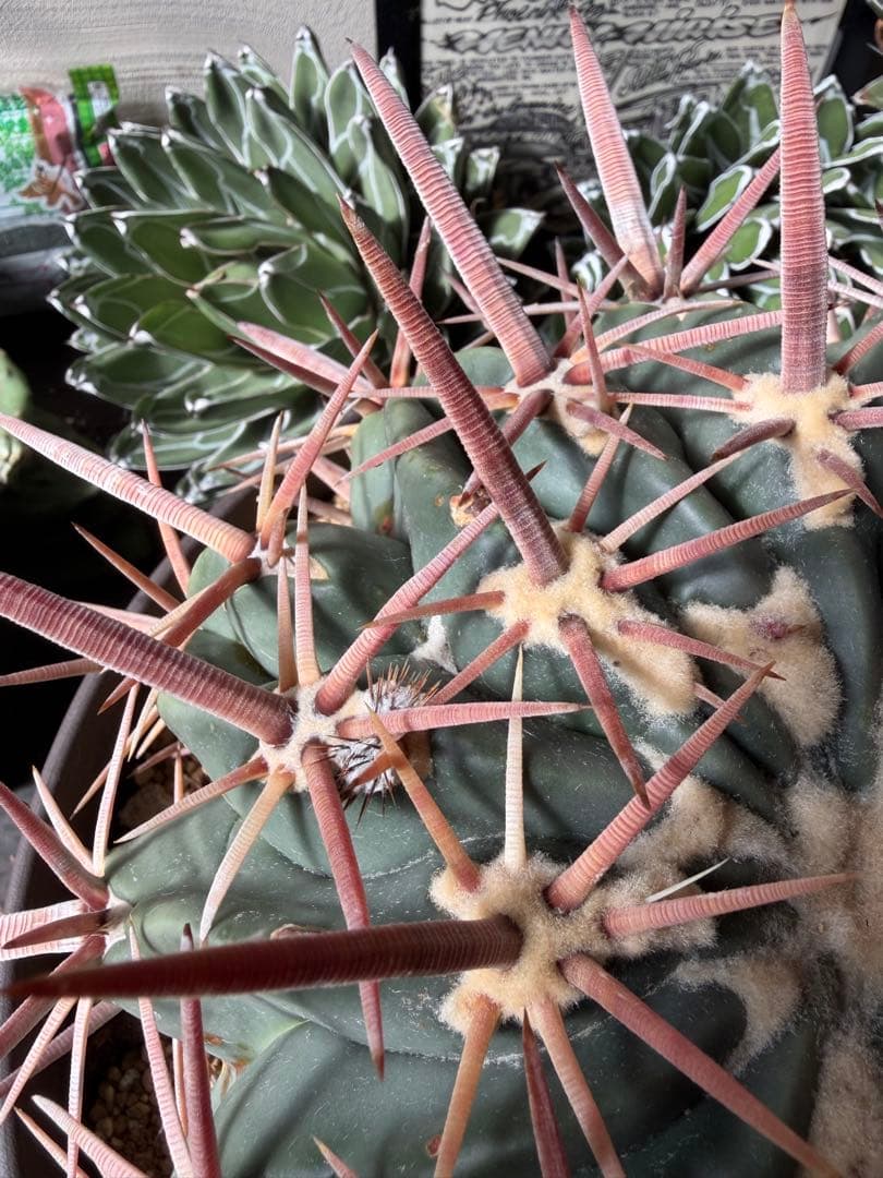 特大ホマロケファラ綾波　実生◇エキノカクタス多肉サボテン　アガベ ユッカ　金鯱