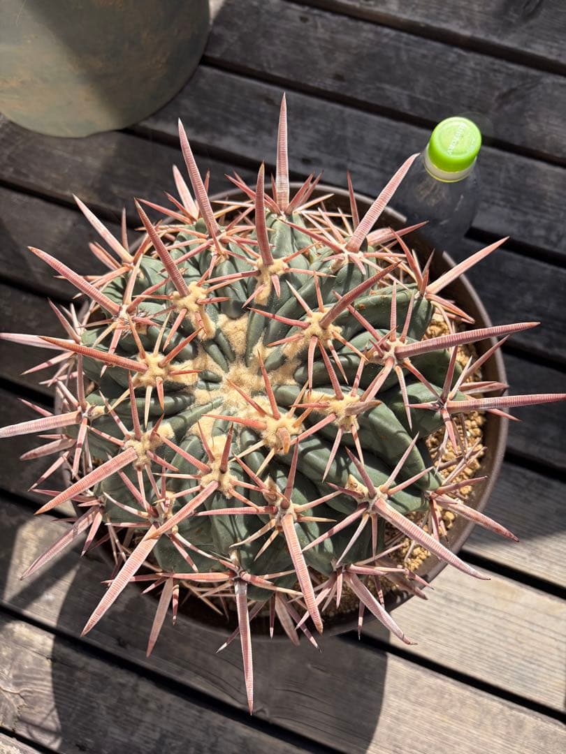 特大ホマロケファラ綾波　実生◇エキノカクタス多肉サボテン　アガベ ユッカ　金鯱