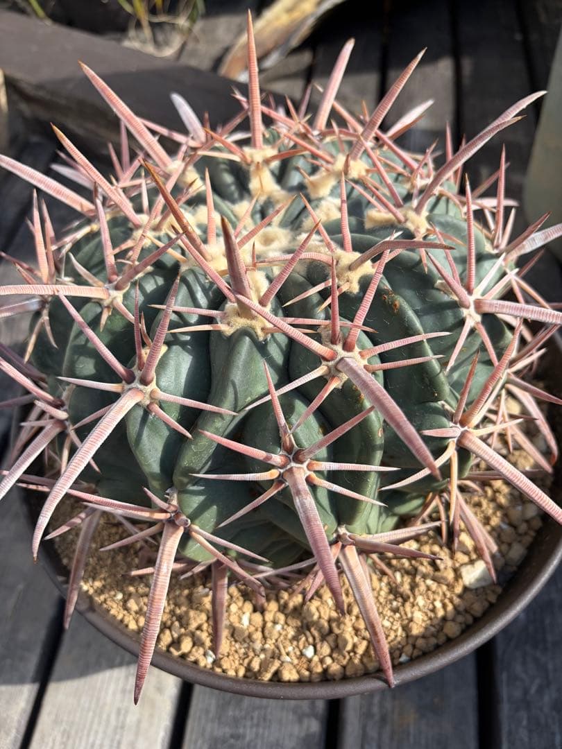 特大ホマロケファラ綾波　実生◇エキノカクタス多肉サボテン　アガベ ユッカ　金鯱