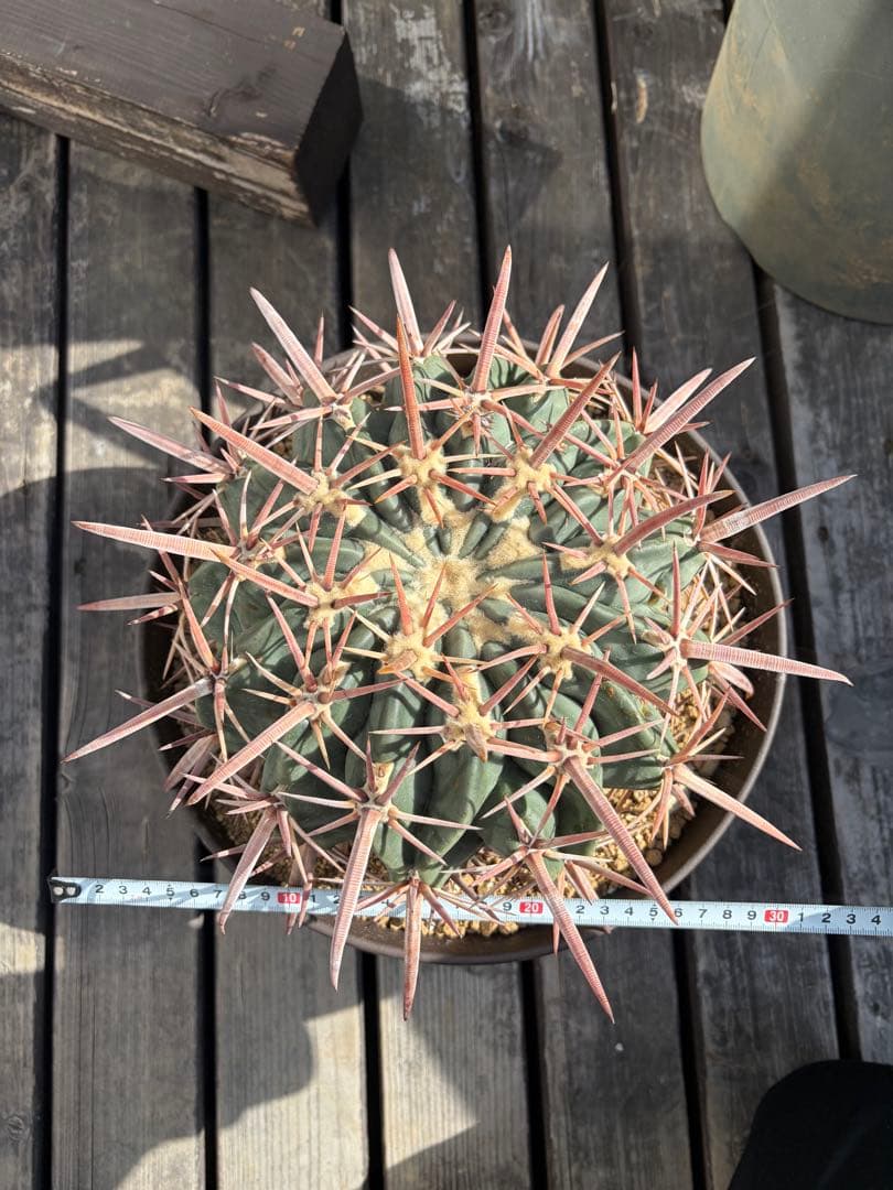 特大ホマロケファラ綾波　実生◇エキノカクタス多肉サボテン　アガベ ユッカ　金鯱