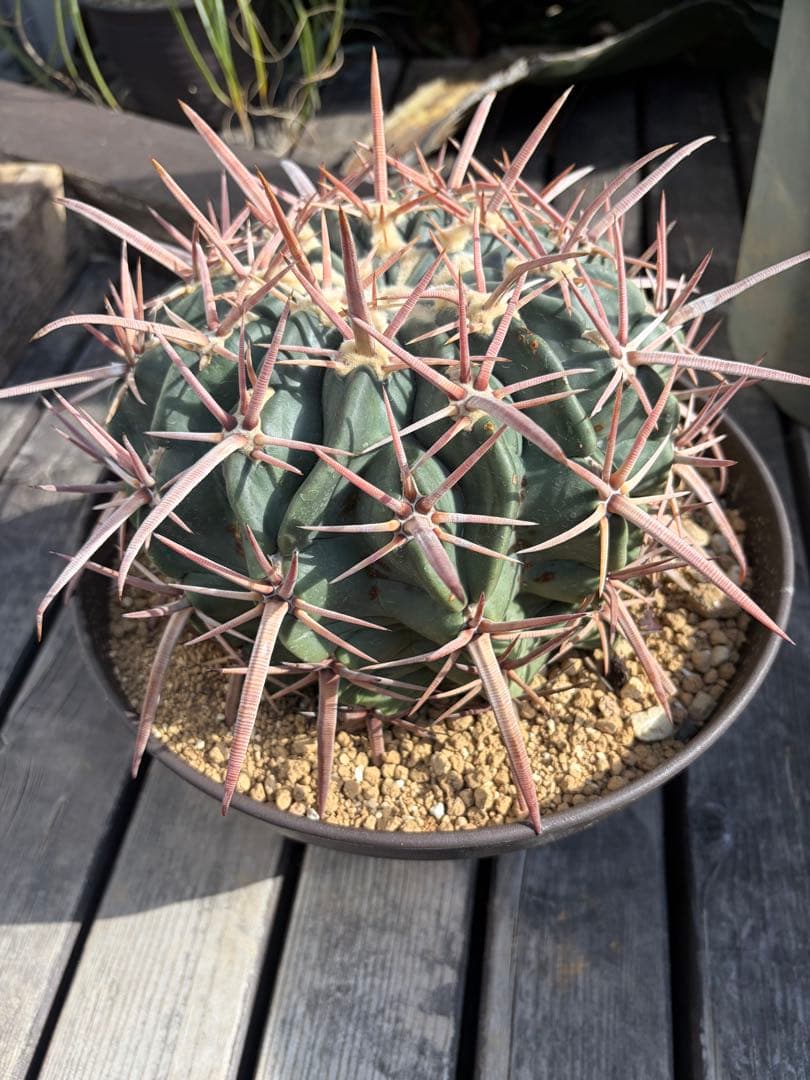 特大ホマロケファラ綾波　実生◇エキノカクタス多肉サボテン　アガベ ユッカ　金鯱