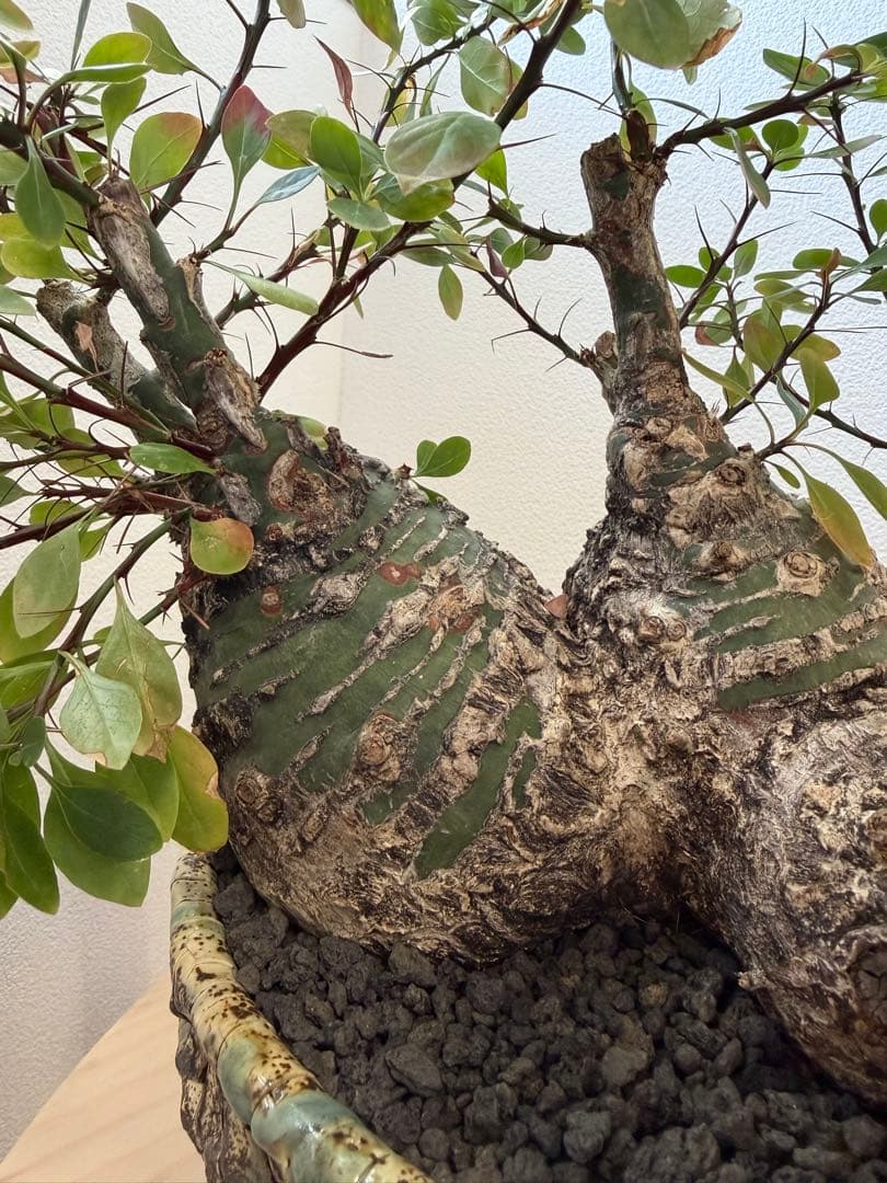 激レア　フォークイエリア　ファシクラータ　5頭