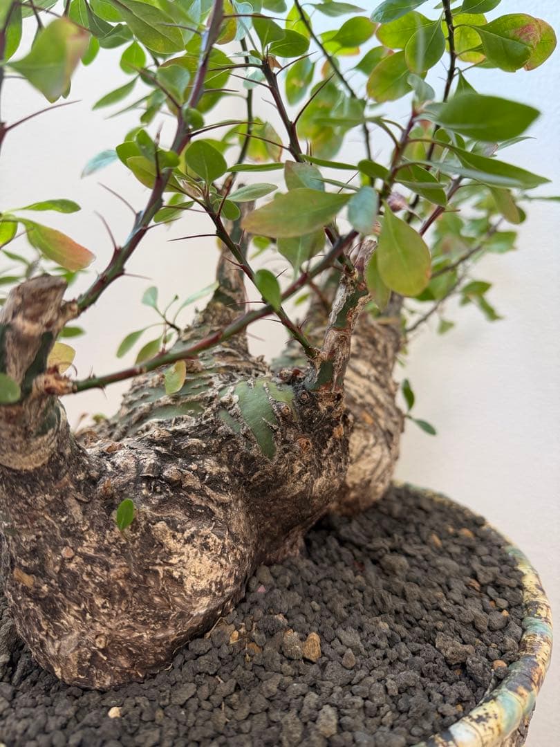 激レア　フォークイエリア　ファシクラータ　5頭