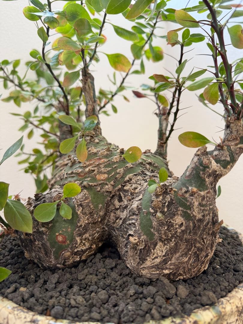 激レア　フォークイエリア　ファシクラータ　5頭