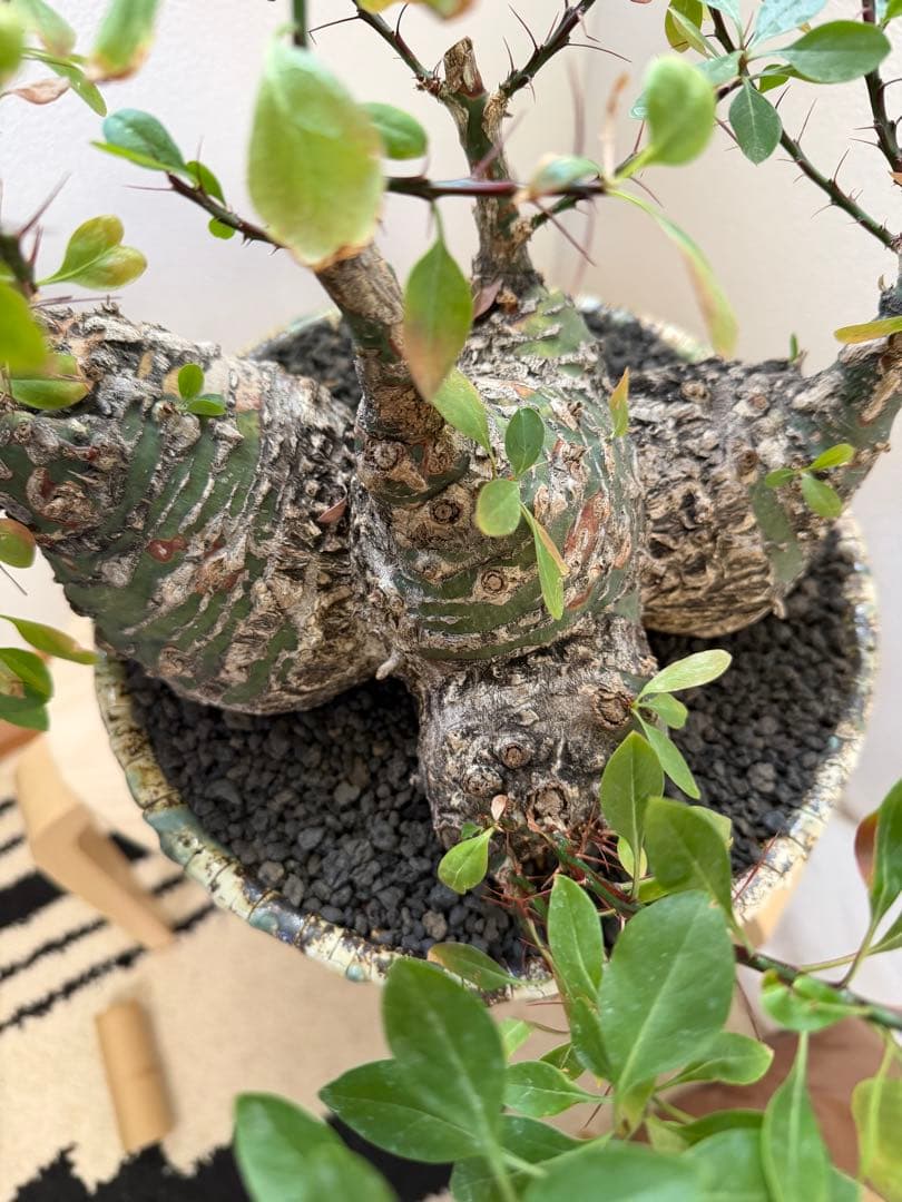 激レア　フォークイエリア　ファシクラータ　5頭