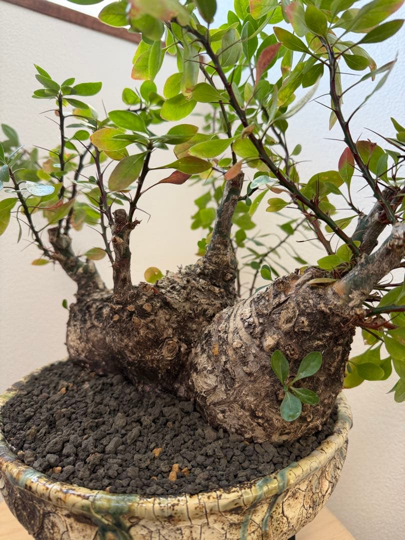 激レア　フォークイエリア　ファシクラータ　5頭