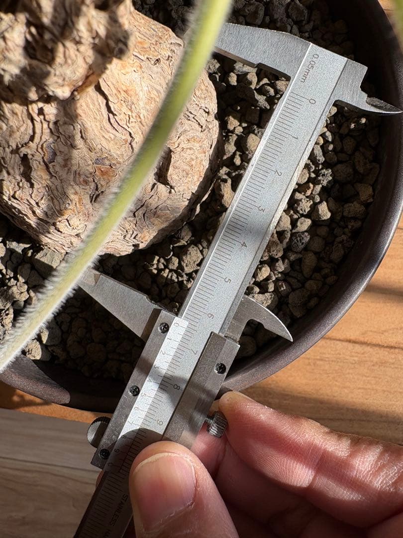 ペラルゴニウム トリステ 作家鉢 冬型塊根植物