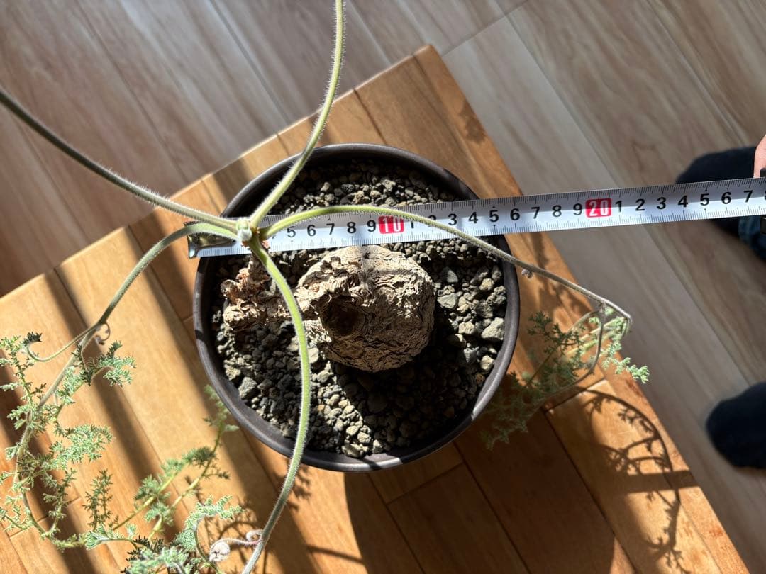 ペラルゴニウム トリステ 作家鉢 冬型塊根植物