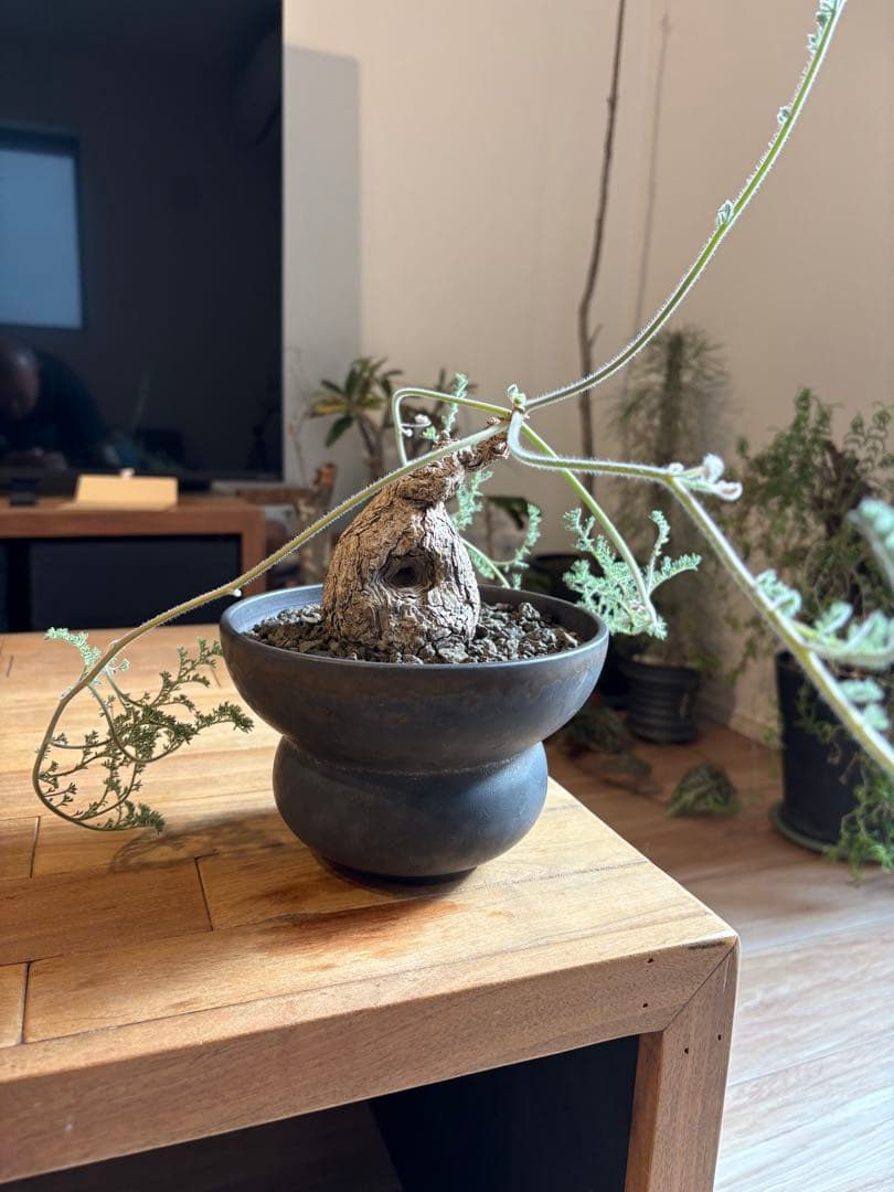 ペラルゴニウム トリステ 作家鉢 冬型塊根植物