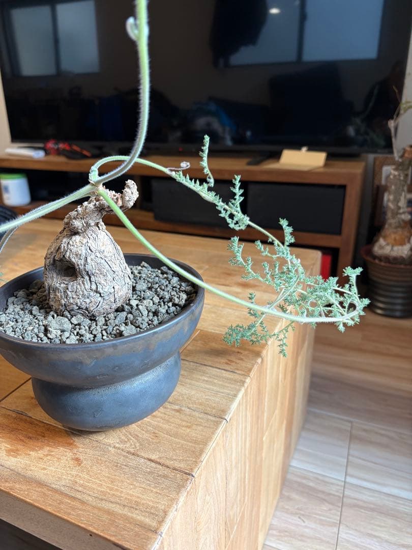 ペラルゴニウム トリステ 作家鉢 冬型塊根植物