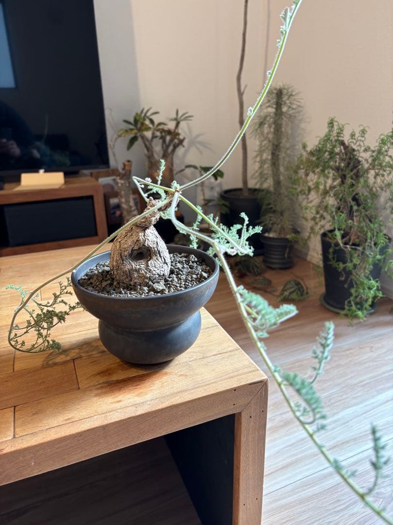 ペラルゴニウム トリステ 作家鉢 冬型塊根植物