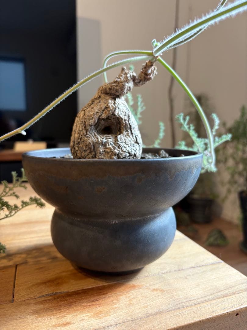 ペラルゴニウム トリステ 作家鉢 冬型塊根植物