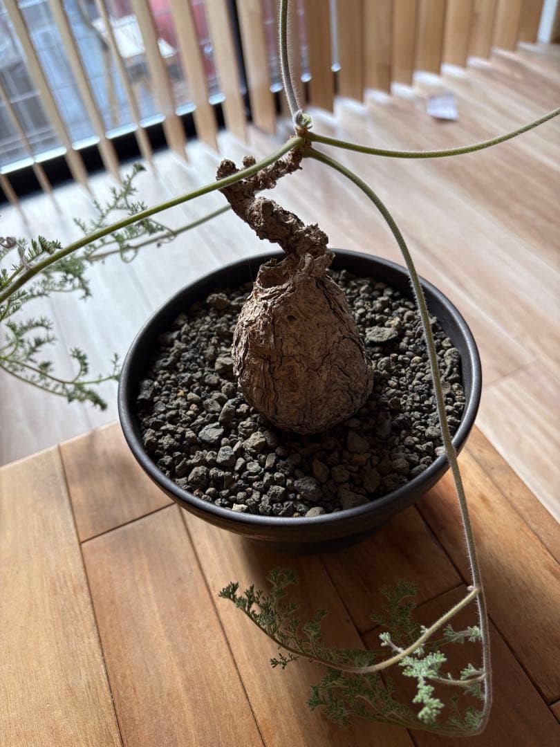 ペラルゴニウム トリステ 作家鉢 冬型塊根植物