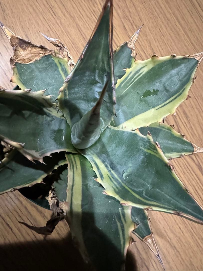 アガベ Agave montana 'Tiffany' 170