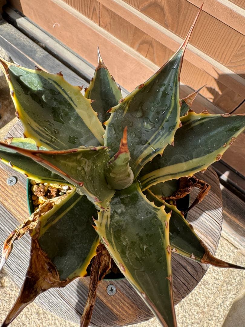 アガベ Agave montana 'Tiffany' 170