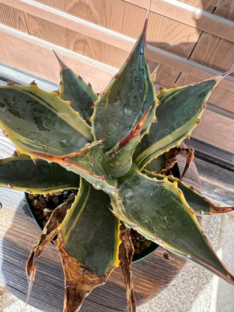 アガベ Agave montana 'Tiffany' 170