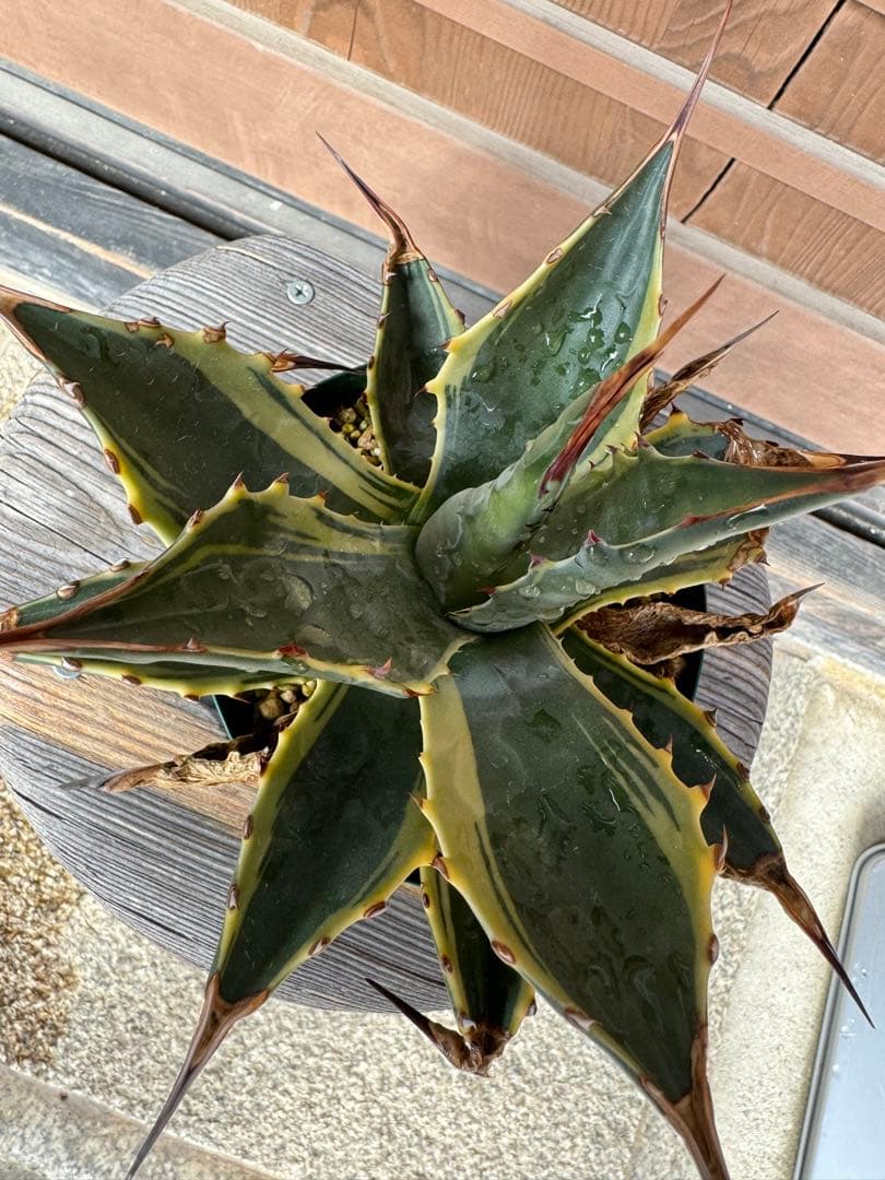 アガベ Agave montana 'Tiffany' 170