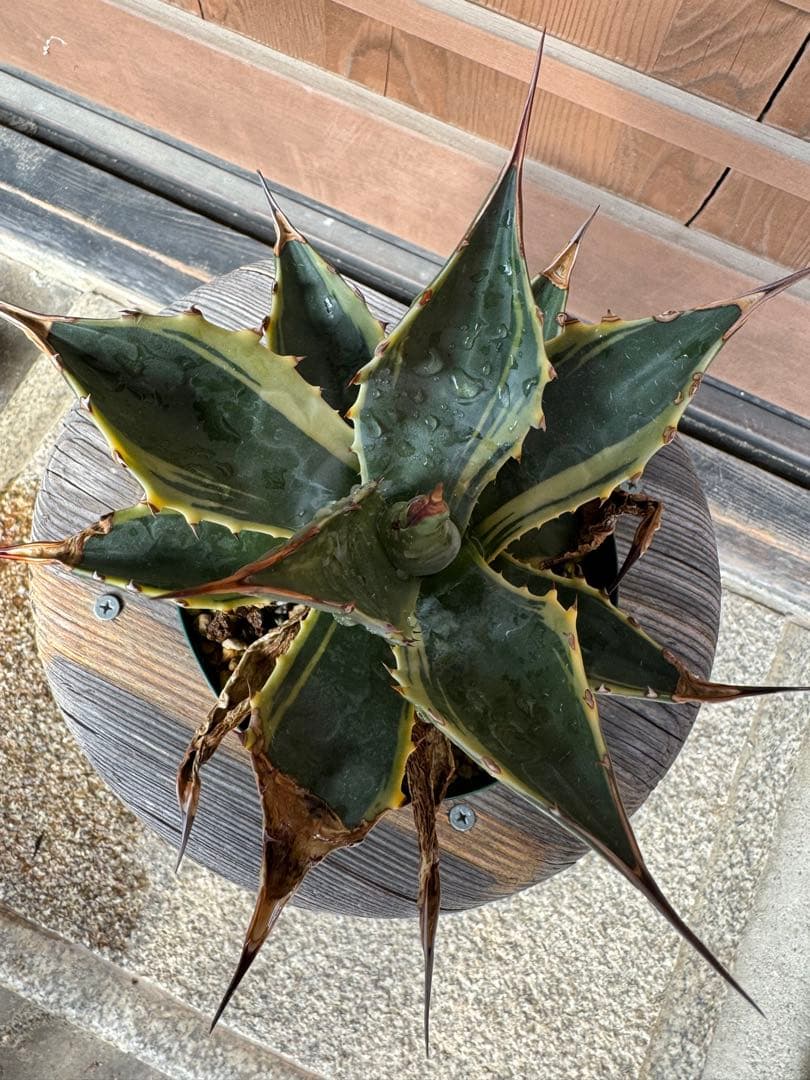 アガベ Agave montana 'Tiffany' 170