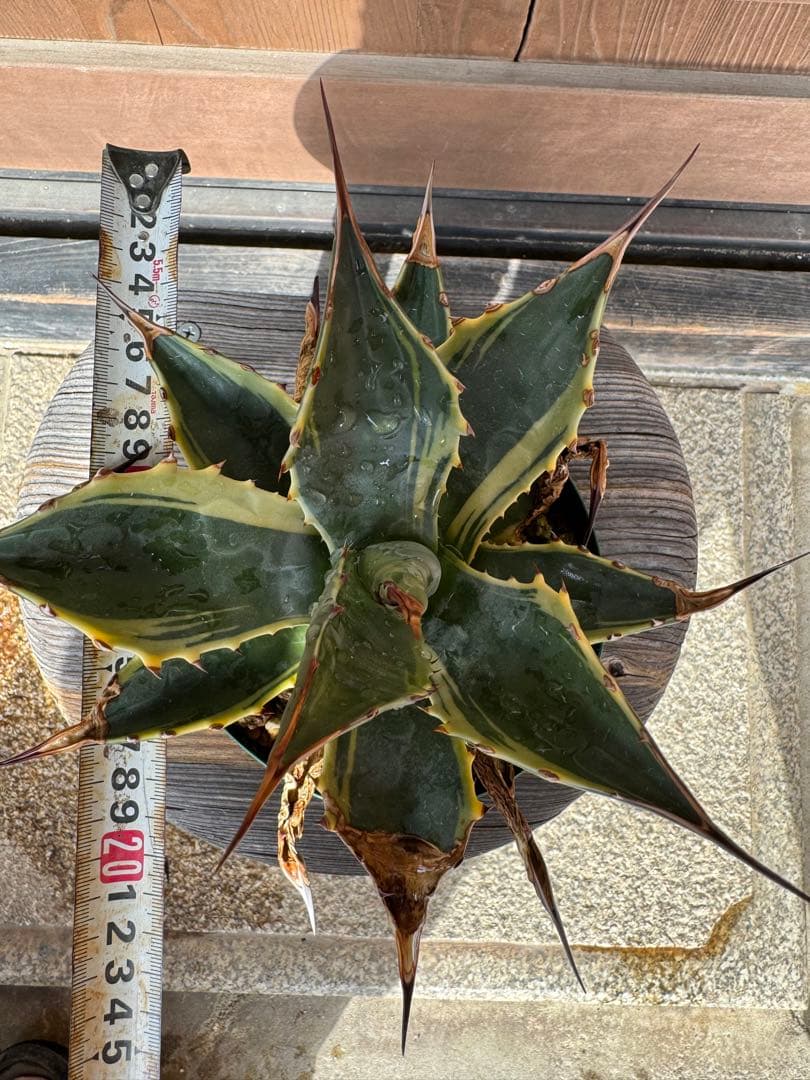 アガベ Agave montana 'Tiffany' 170