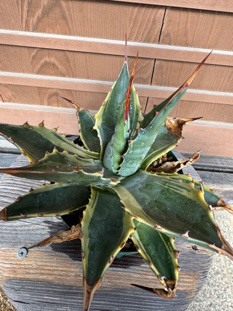 アガベ Agave montana 'Tiffany' 170