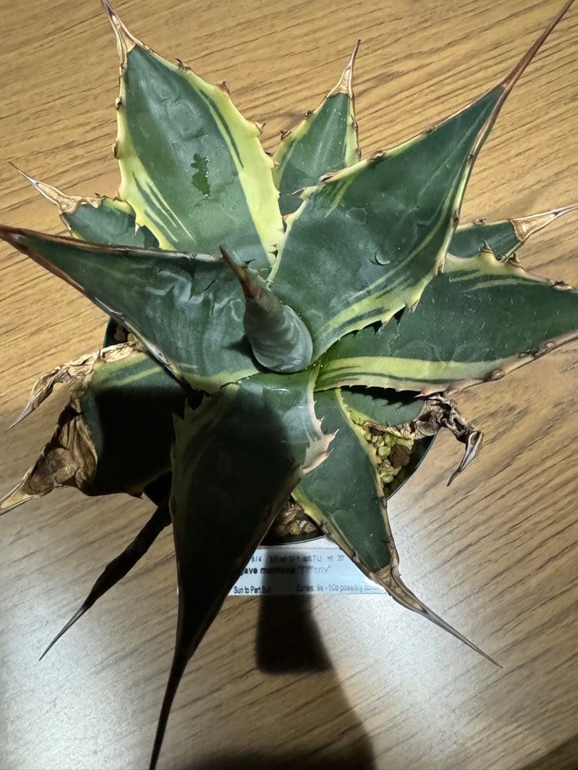 アガベ Agave montana 'Tiffany' 170