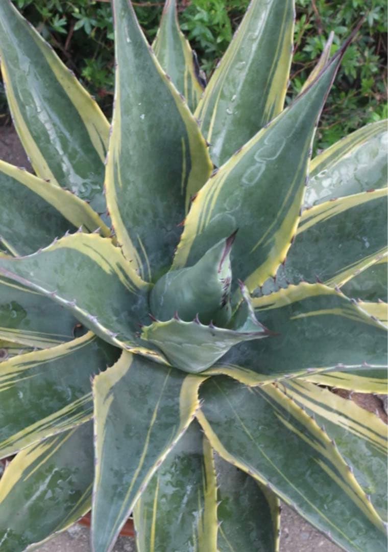 アガベ Agave montana 'Tiffany' 170