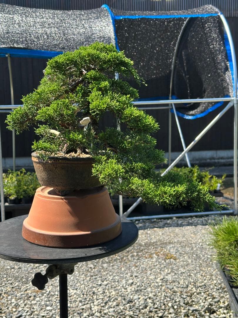 盆栽 糸魚川真柏 半懸崖 太幹-3