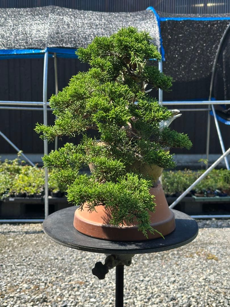 盆栽 糸魚川真柏 半懸崖 太幹-3