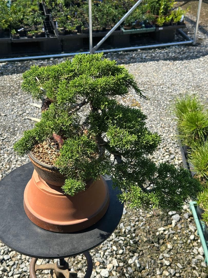 盆栽 糸魚川真柏 半懸崖 太幹-3