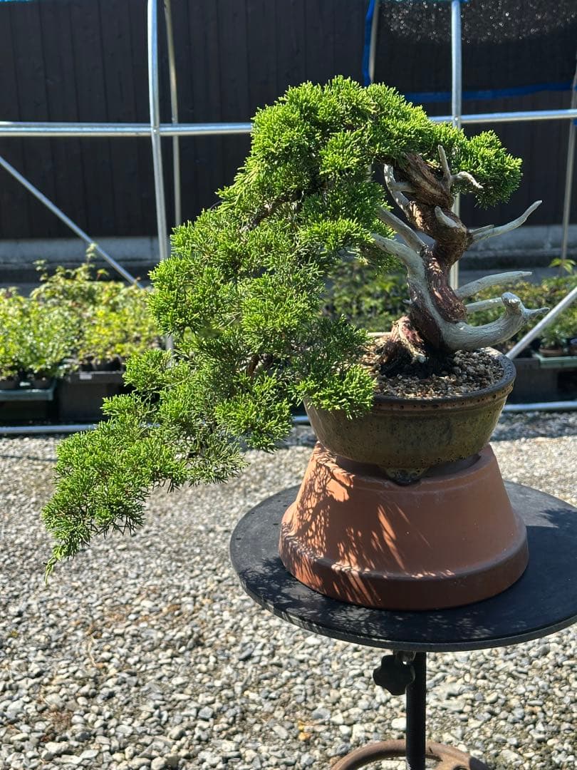 盆栽 糸魚川真柏 半懸崖 太幹-3