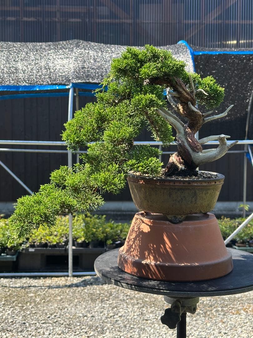 盆栽 糸魚川真柏 半懸崖 太幹-3