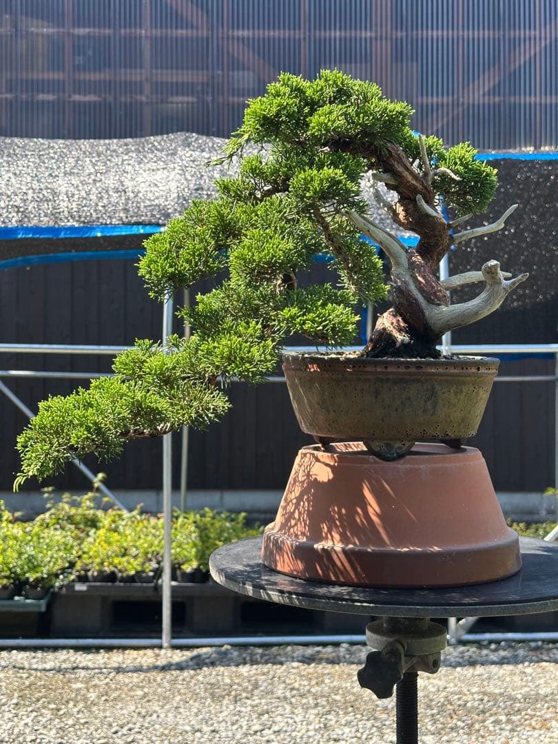 盆栽 糸魚川真柏 半懸崖 太幹-3